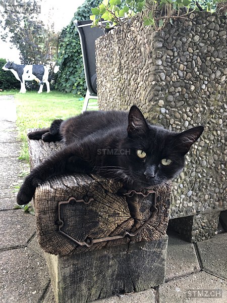 Fuschi — Hauskatze ♂, Vermisst seit 02.05.2024, Hunzenschwil (AG)