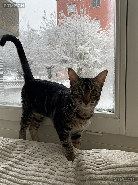 Kira — Hauskatze ♀, Vermisst seit 07.05.2024, Marly (FR)