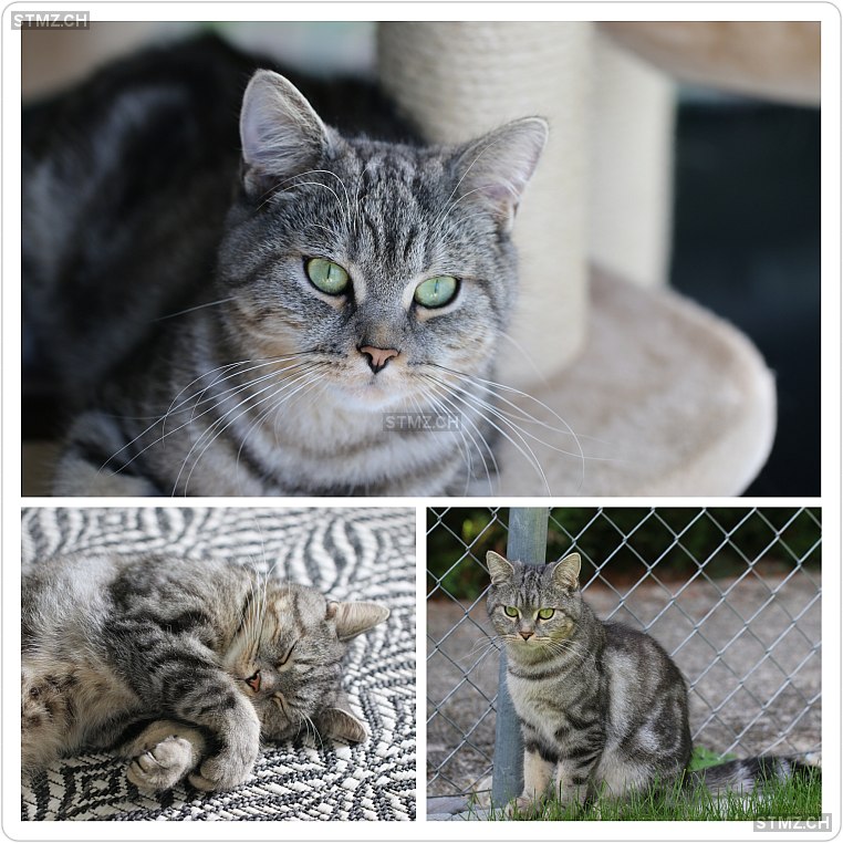 Whisky — Hauskatze ♂, Perdu depuis 06.05.2024, Muhen (AG)