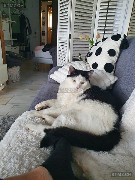 Felix — Hauskatze ♂, Vermisst seit 09.05.2024, Wernetshausen (ZH)