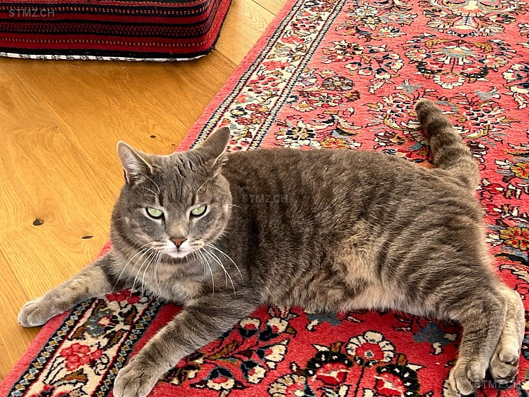 Simba — Hauskatze ♂, Vermisst seit 09.05.2024, Hallwil (AG)