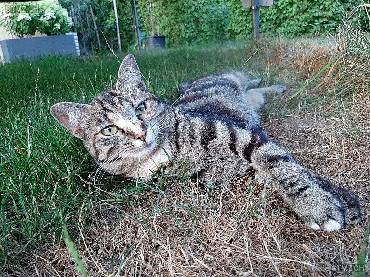 Simba — Hauskatze ♀, Vermisst seit 20.01.2024, Worb (BE)