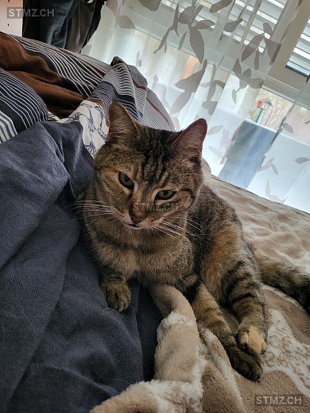 Gipsy — Hauskatze ♀, Vermisst seit 10.05.2024, Ittigen (BE)