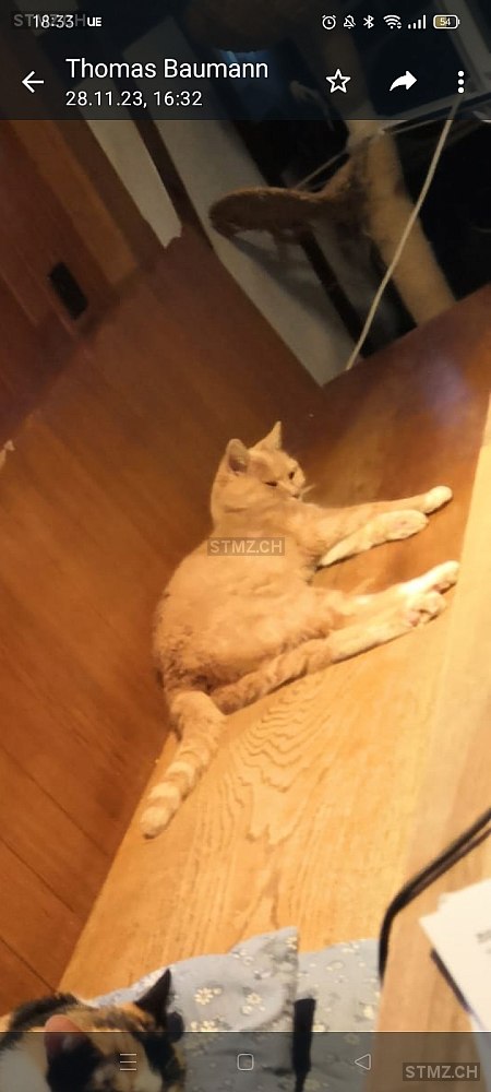 Flora — Hauskatze ♀, Vermisst seit 09.05.2024, Bernhardzell (SG)