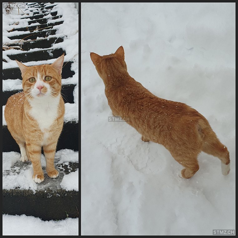 Leo — Hauskatze ♂, Vermisst seit 10.05.2024, Büttikon AG (AG)