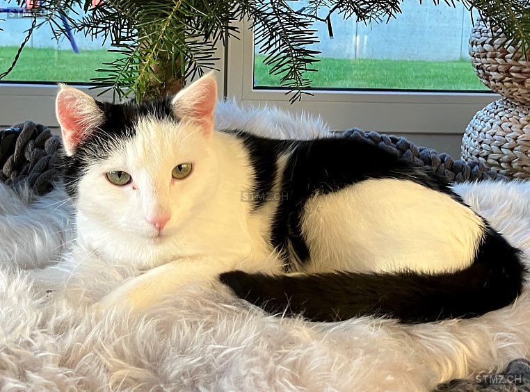 Pepe — Hauskatze ♂, Vermisst seit 09.05.2024, Bazenheid (SG)