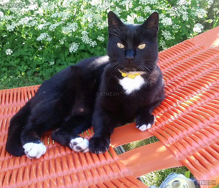 Hutzli — Hauskatze ♂, Vermisst seit 11.05.2024, Tennwil (AG)