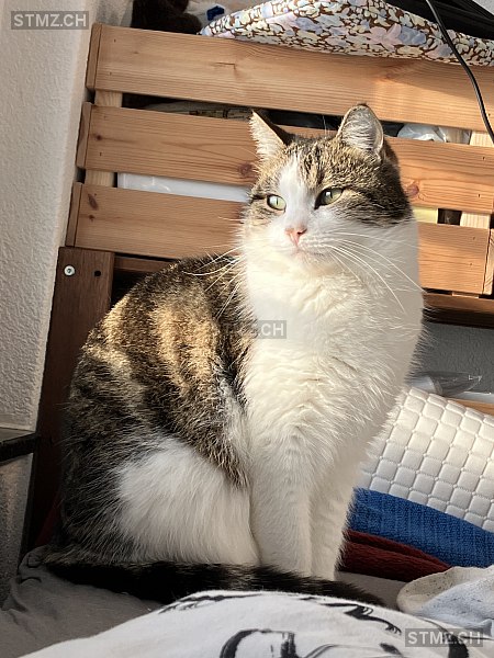 Seraphina — Hauskatze ♀, Vermisst seit 09.05.2024, Säriswil (BE)