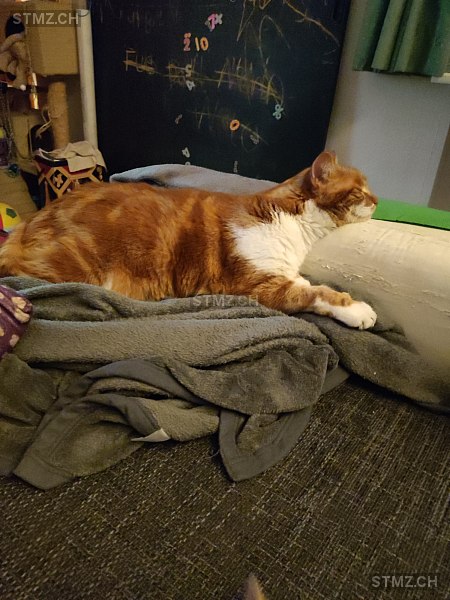 Lupo — Hauskatze ♂, Vermisst seit 10.05.2024, Wangs (SG)