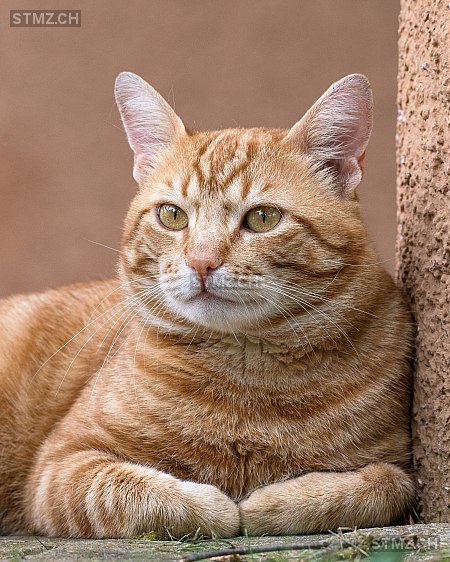 Simba — Hauskatze ♂, Vermisst seit 14.05.2024, Regensdorf (ZH)