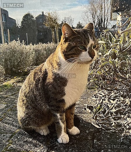 Spily — Hauskatze ♂, Vermisst seit 09.05.2024, Langenthal (BE)