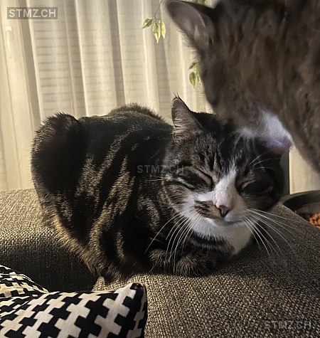 Neo — Hauskatze ♂, Vermisst seit 14.05.2024, Wichtrach (BE)