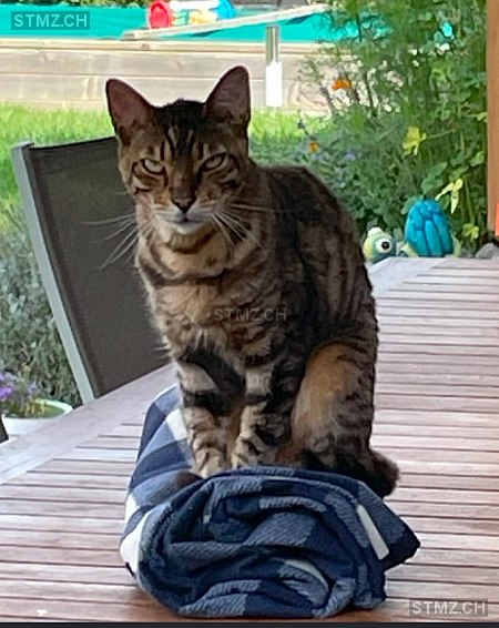 Osiris — Bengalen ♂, Vermisst seit 15.05.2024, Unterlangenegg (BE)