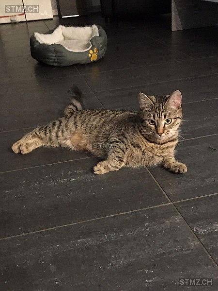 Wisky — Hauskatze ♀, Vermisst seit 13.05.2024, Studen BE (BE)