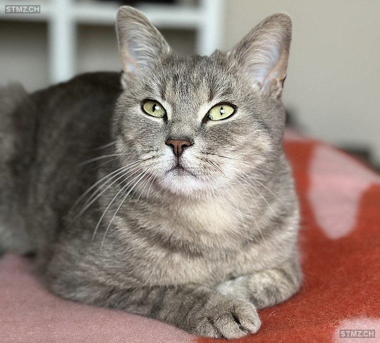 Blu — Hauskatze ♂, Vermisst seit 10.05.2024, Meilen (ZH)