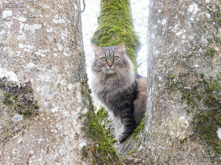 Leo — Norwegische Waldkatze ♂, Vermisst seit 18.05.2024, Zuchwil (SO)