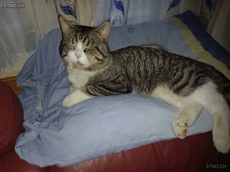 Filou,Aristo — Maine Coon ♂, Vermisst seit 13.05.2024, Rickenbach ZH (ZH)