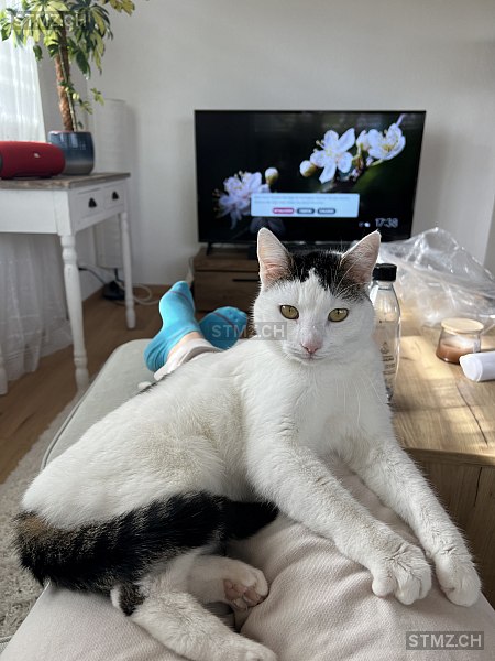 Nala — Hauskatze ♀, Vermisst seit 16.05.2024, Altnau (TG)