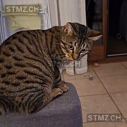 Ajan — Hauskatze ♂, Vermisst seit 20.05.2024, Lengnau AG (AG)