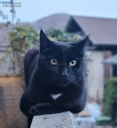 Leo — Hauskatze ♂, Vermisst seit 19.05.2024, Toffen (BE)