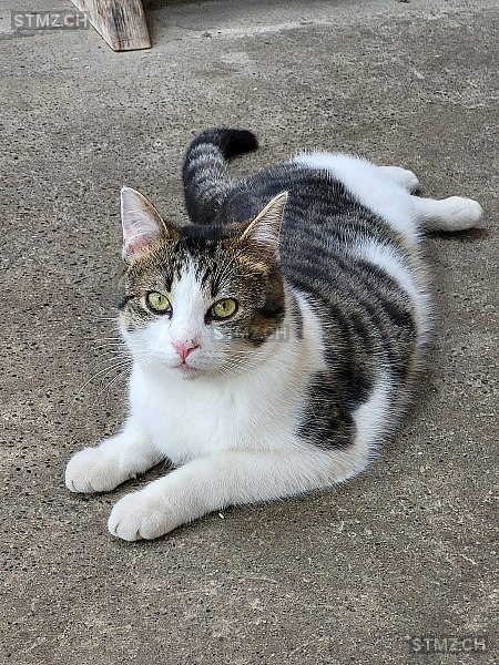 Zeno 29/24 V — Hauskatze ♂, Vermisst seit 20.05.2024, Bannwil (BE)