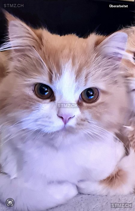 Bongee — Perser ♂, Vermisst seit 22.05.2024, Basel (BS)