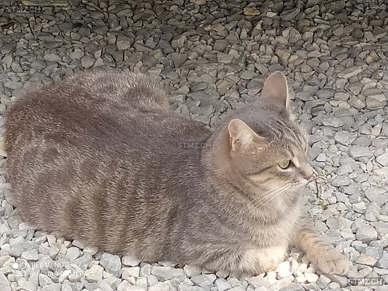 Jazz — Hauskatze ♂, Vermisst seit 10.04.2024, Hermance (GE)