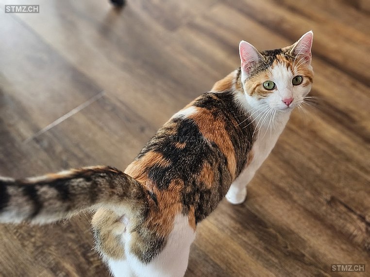 Mia — Hauskatze ♀, Vermisst seit 22.05.2024, Krummenau (SG)