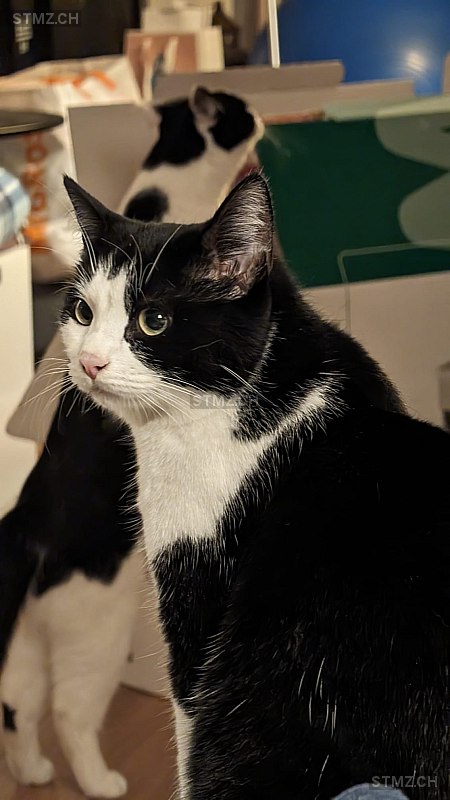 Sophie — Hauskatze ♀, Vermisst seit 24.05.2024, Brittnau (AG)