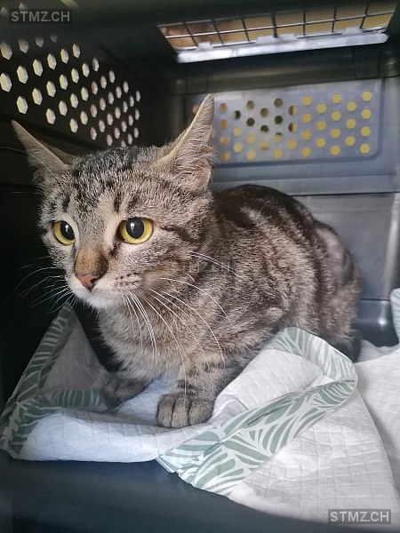 Sybelle — Hauskatze ♀, Vermisst seit 12.05.2024, Vaulruz (FR)