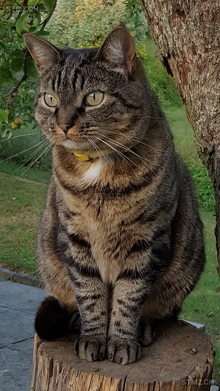 Momo — Hauskatze ♀, Vermisst seit 22.05.2024, St. Urban (LU)