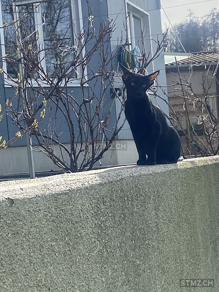 Juniper — Exotisch Kurzhaar ♀, Vermisst seit 25.05.2024, Rorschacherberg (SG)