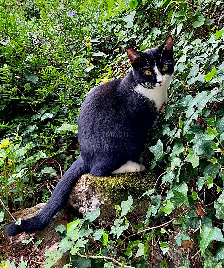 Isy — Hauskatze ♀, Vermisst seit 23.05.2024, Goldau (SZ)