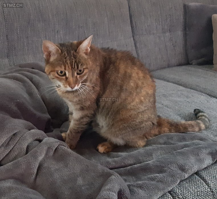 Müggi — Hauskatze ♀, Vermisst seit 24.05.2024, Riken AG (AG)