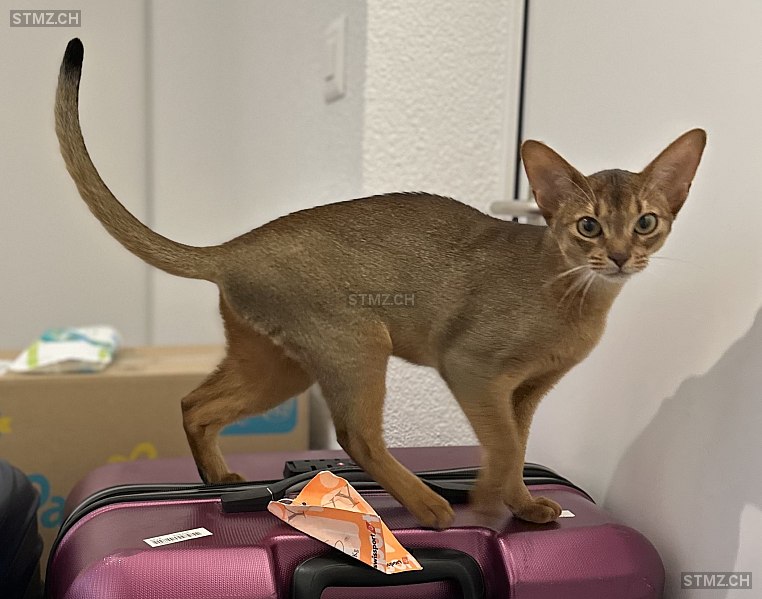 Kaela — Abessinier ♀, Vermisst seit 25.05.2024, Toffen (BE)