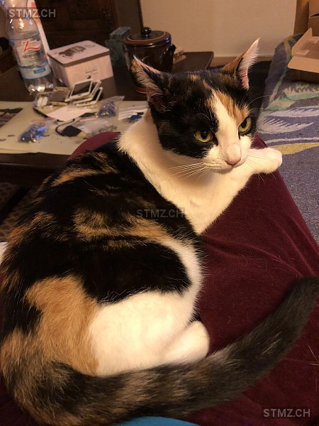 Fiona — Hauskatze ♀, Vermisst seit 24.05.2024, Sattel (SZ)