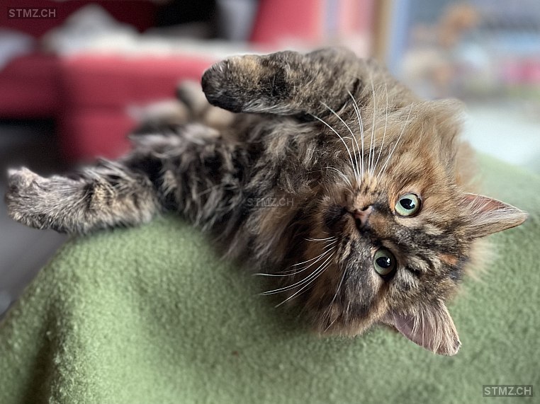 Lia — Hauskatze ♀, Vermisst seit 26.05.2024, Matten bei Interlaken (BE)