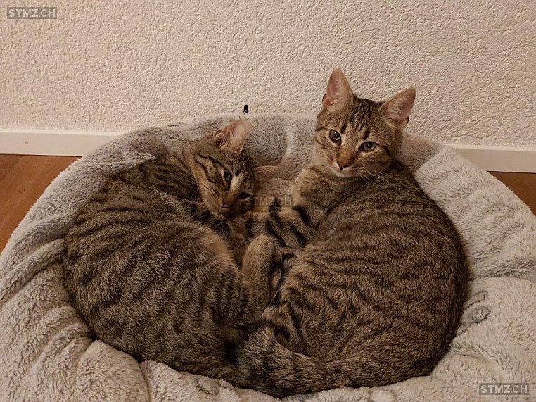 Leo — Hauskatze ♂, Vermisst seit 26.05.2024, Heimberg (BE)