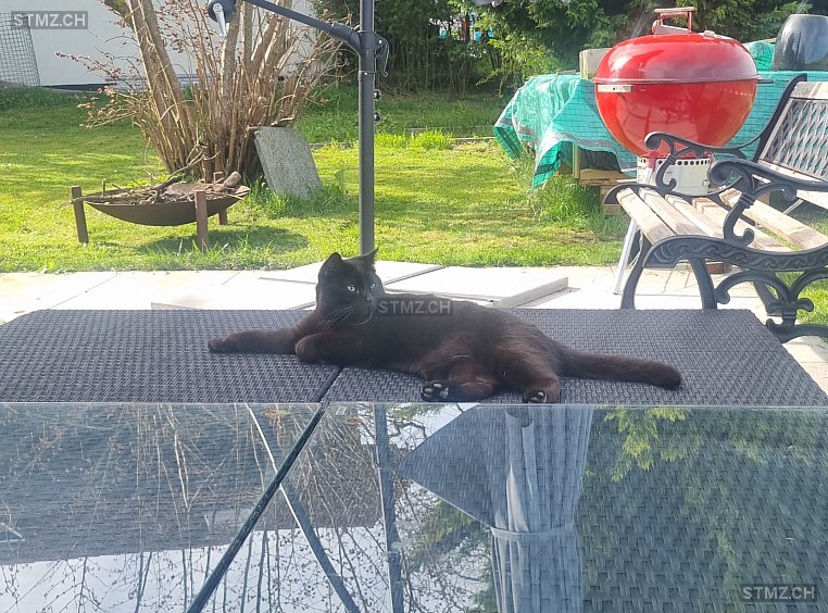 Vermisste Katzen #340237 — Perser ♂, Vermisst seit ?, Waltalingen (ZH)