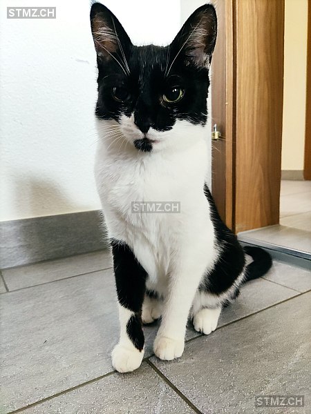 Tonic — Hauskatze ♀, Vermisst seit 25.05.2024, Esslingen (ZH)