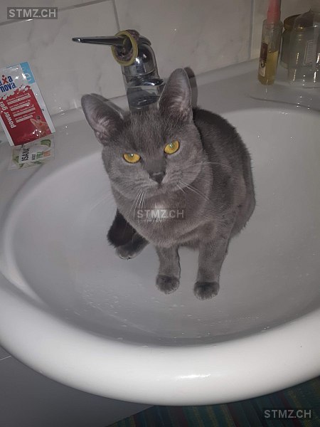 Vermisste Katzen #340041 — Hauskatze ♂, Vermisst seit ?, Endingen (AG)