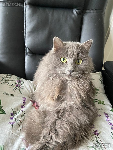 Fluffy — Hauskatze ♀, Vermisst seit 17.05.2024, Münchwilen TG (TG)