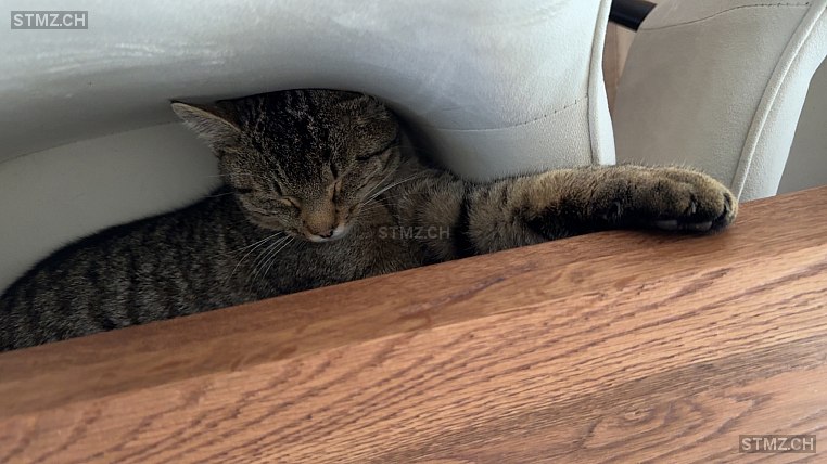 Elvis — Hauskatze ♂, Vermisst seit 23.05.2024, Wolfhausen (ZH)