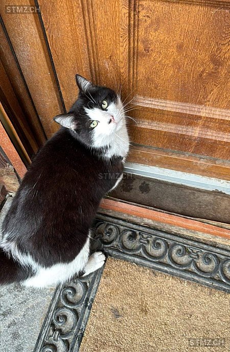 Léonard — Hauskatze ♂, Vermisst seit 24.05.2024, Massonnens (FR)