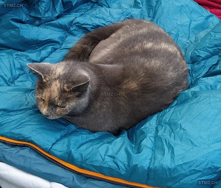 Cannelle — Hauskatze ♀, Vermisst seit 22.04.2024, Blonay (VD)