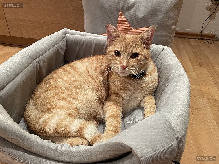 Softy — Katze ♂, Vermisst seit 26.05.2024, Wohlen AG (AG)