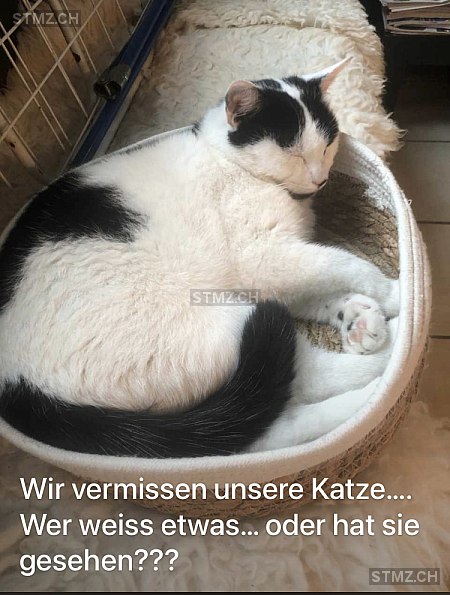 Mau — Hauskatze ♂, Vermisst seit 24.05.2024, Goldau (SZ)