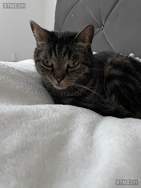 Kali — Hauskatze ♀, Vermisst seit 29.05.2024, Schaffhausen (SH)