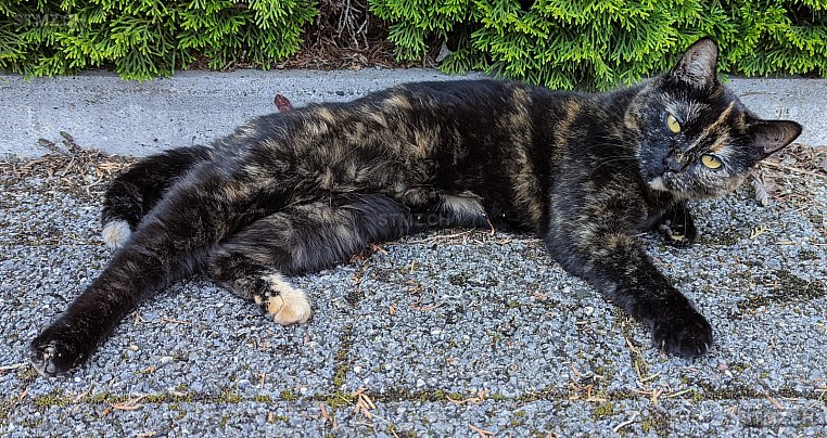 Smilla — Hauskatze ♀, Vermisst seit 29.05.2024, Oberentfelden (AG)