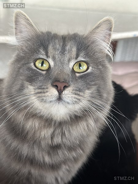 Möndli — Maine Coon ♀, Vermisst seit 29.05.2024, Oberrohrdorf (AG)